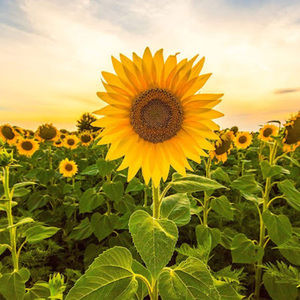 Meet your Posher, Kiana